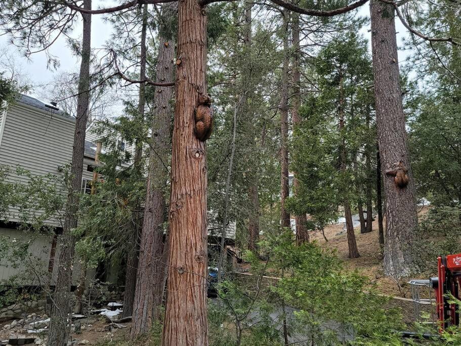 Casa De Los Arboles! Delight & Solitude Abound! Pine Cove Exterior foto